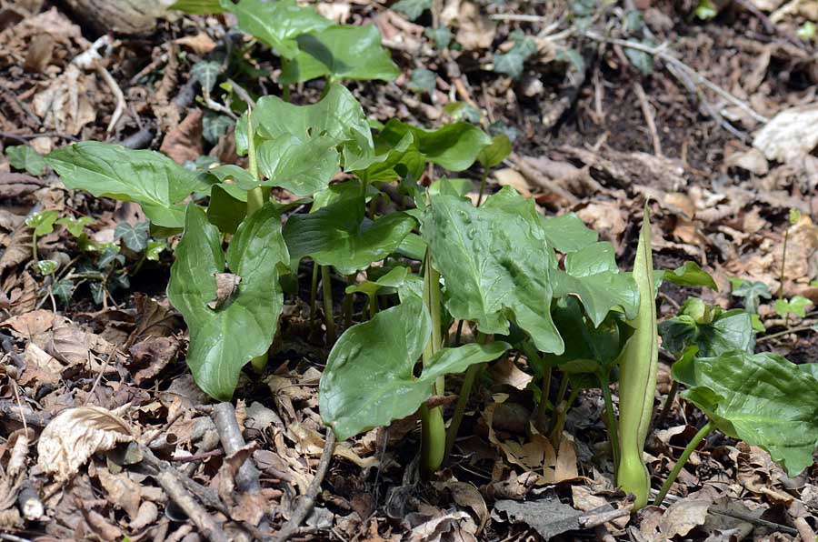 Arum maculatum / Gigaro scuro